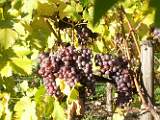 2004-10-24_16-16-25_Octobre_102,0mm_1_40_eme_DiMAGE A2